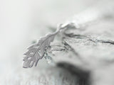 925er Silber Kette "Feder"