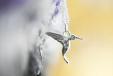 925er Silber Kette "Kolibri"